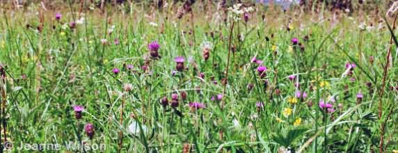 Species Rich Grassland Fields